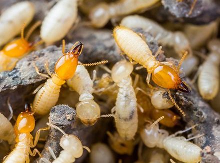 Termite Control — Termites Crawling On Wood in Carlisle, PA