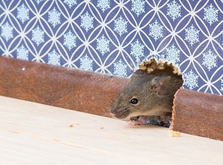 Rats — House Mouse Gets Into Room in Carlisle, PA
