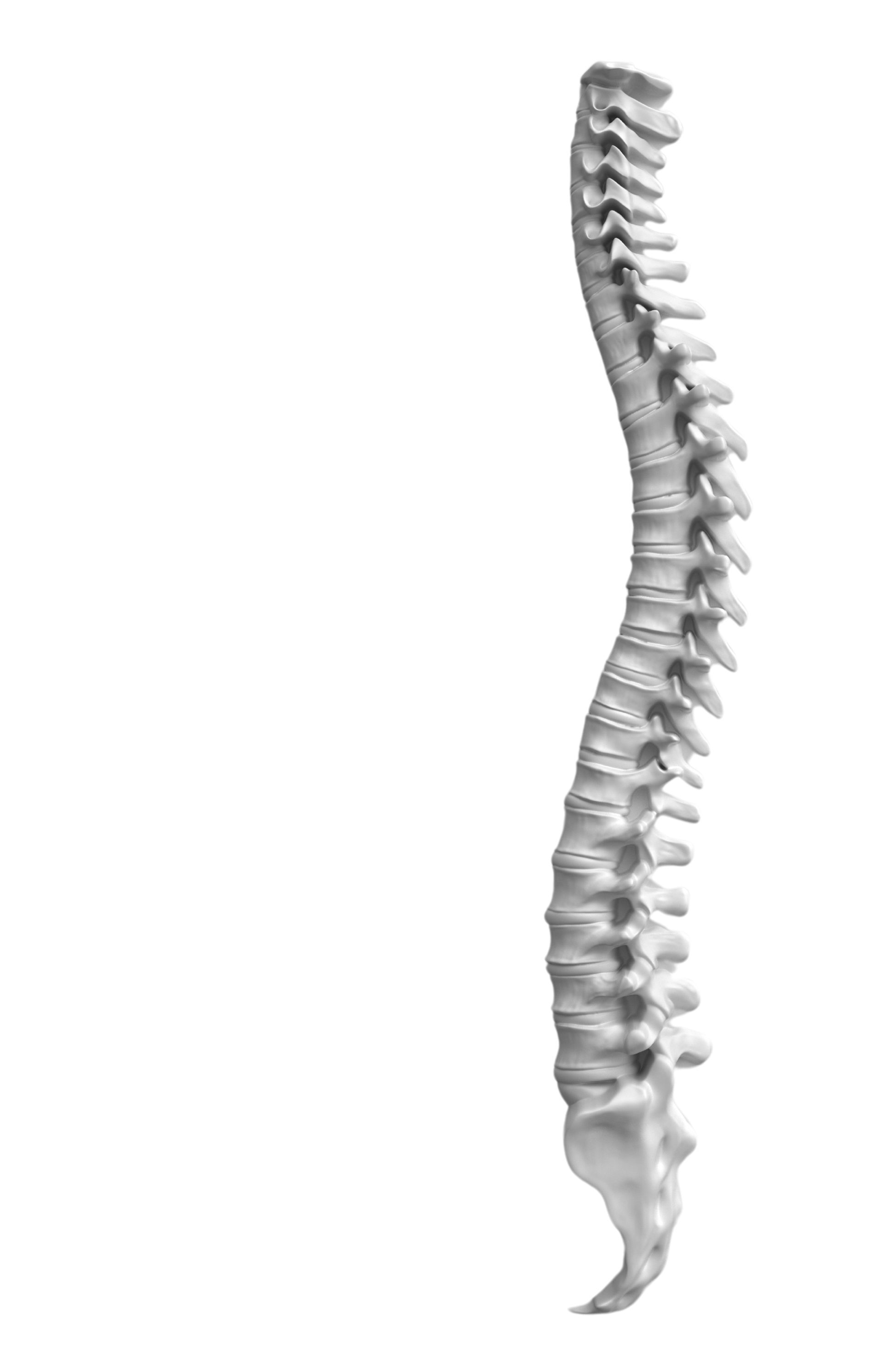 A close up of a human spine on a white background.