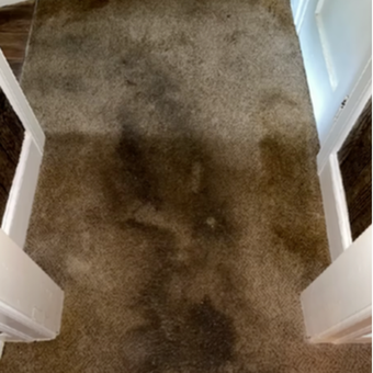 An Image of Carpet Cleaning in Parma, OH