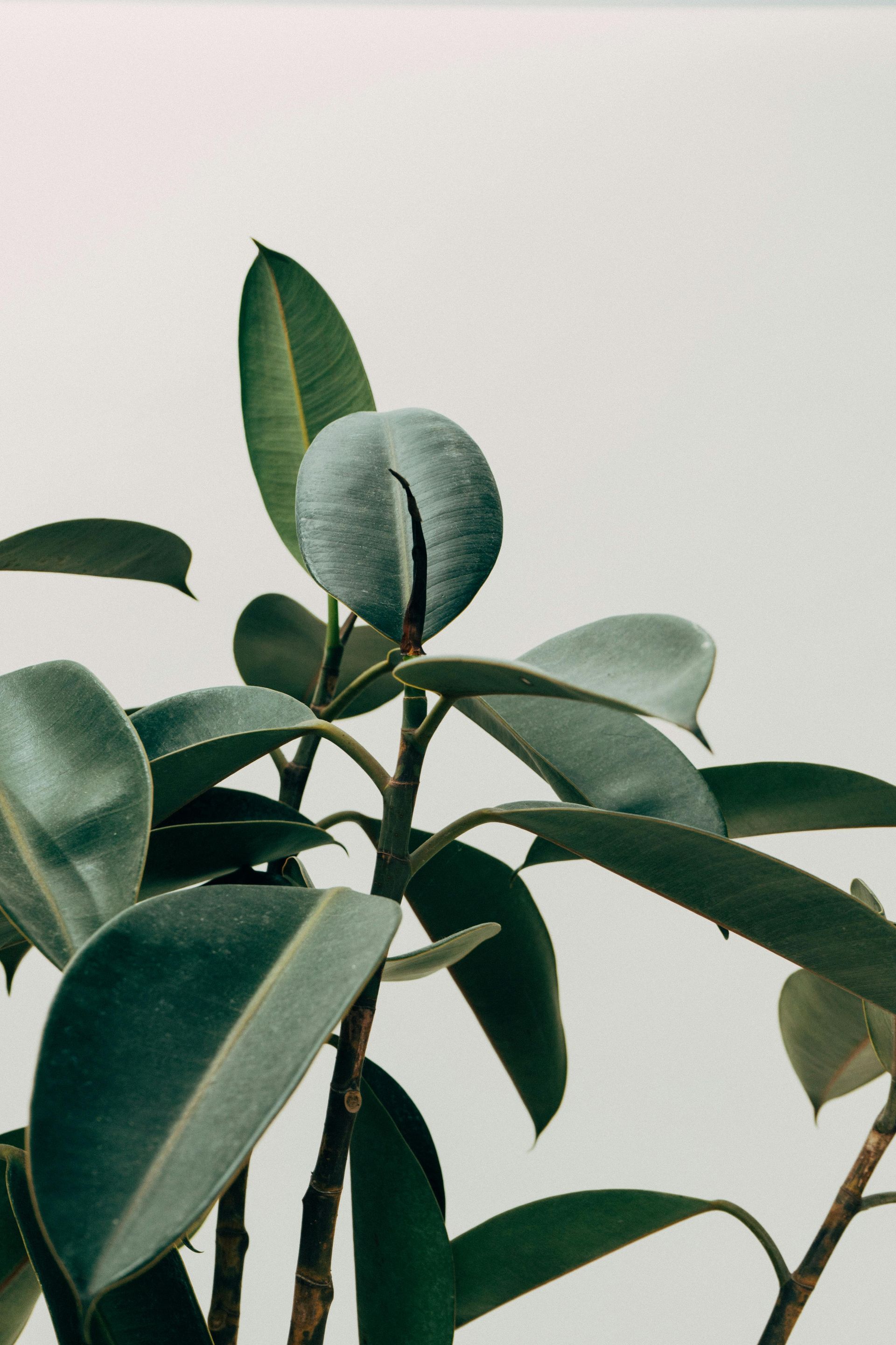 Planta de caucho verde con hojas grandes y ovaladas sobre un fondo blanco.