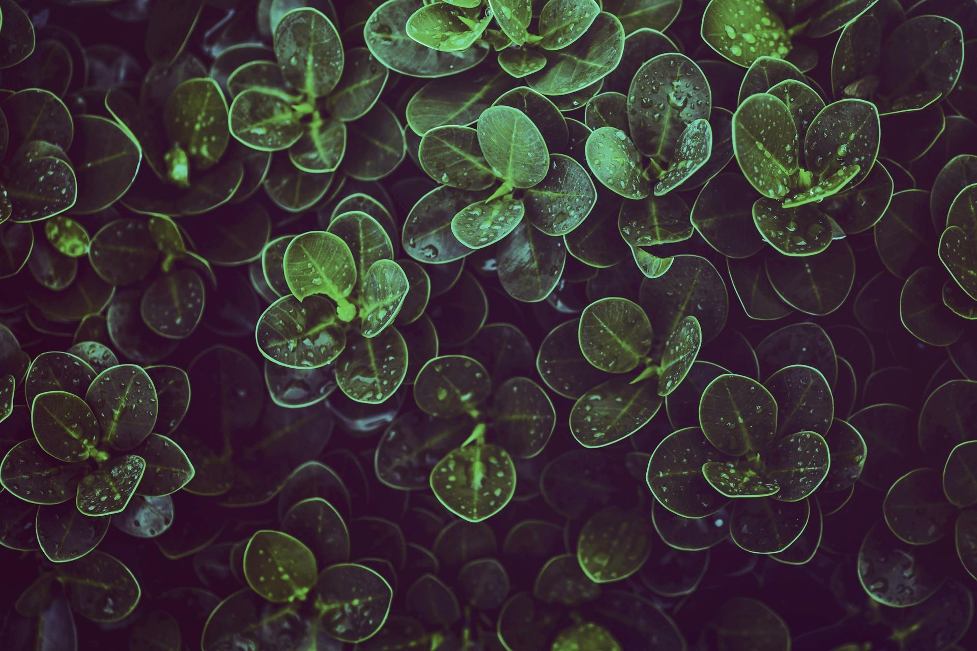 Planta de hojas verde oscuro, posiblemente un arbusto, con gotas de agua.