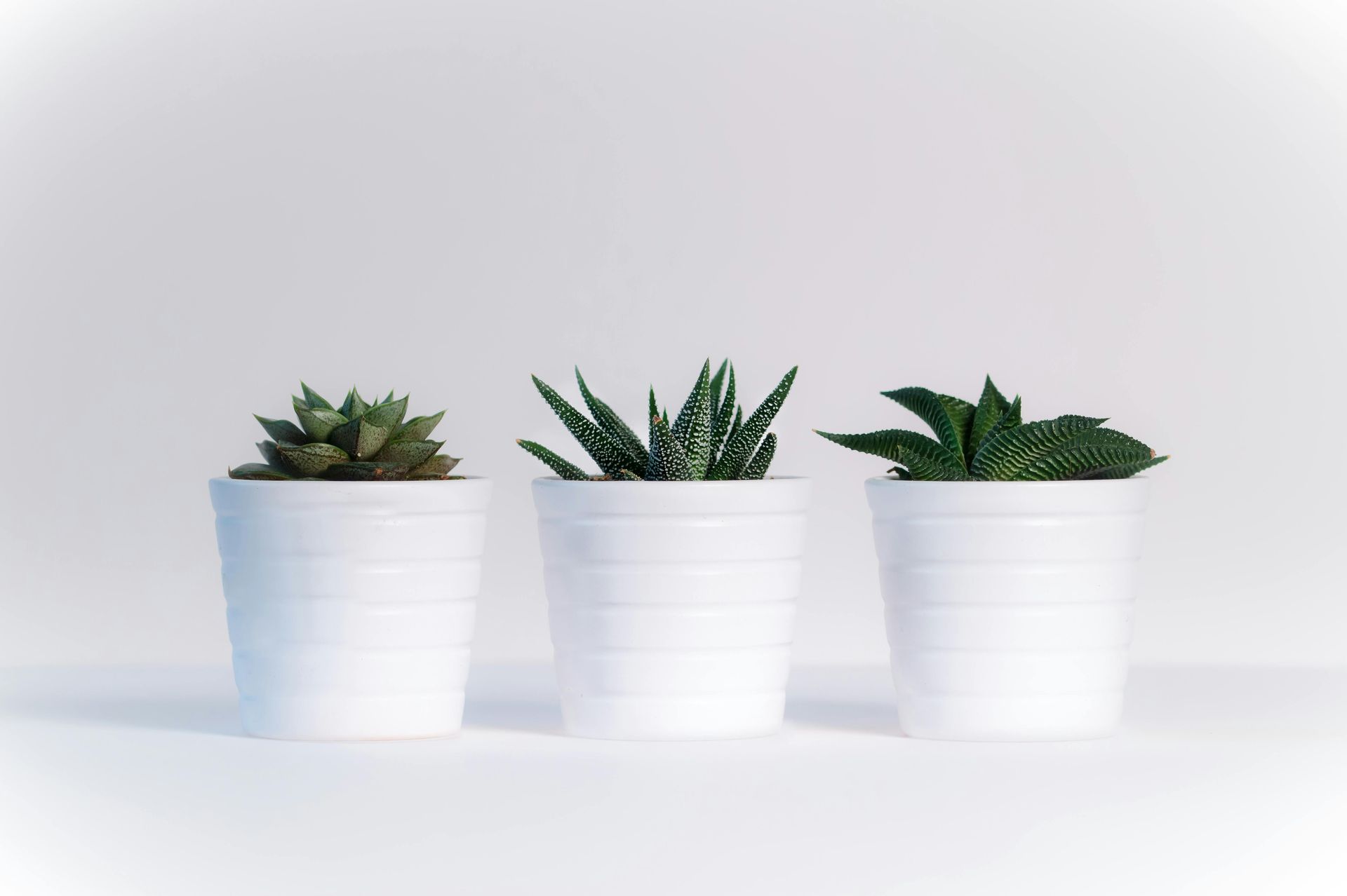 Tres plantas suculentas en macetas blancas sobre un fondo blanco.