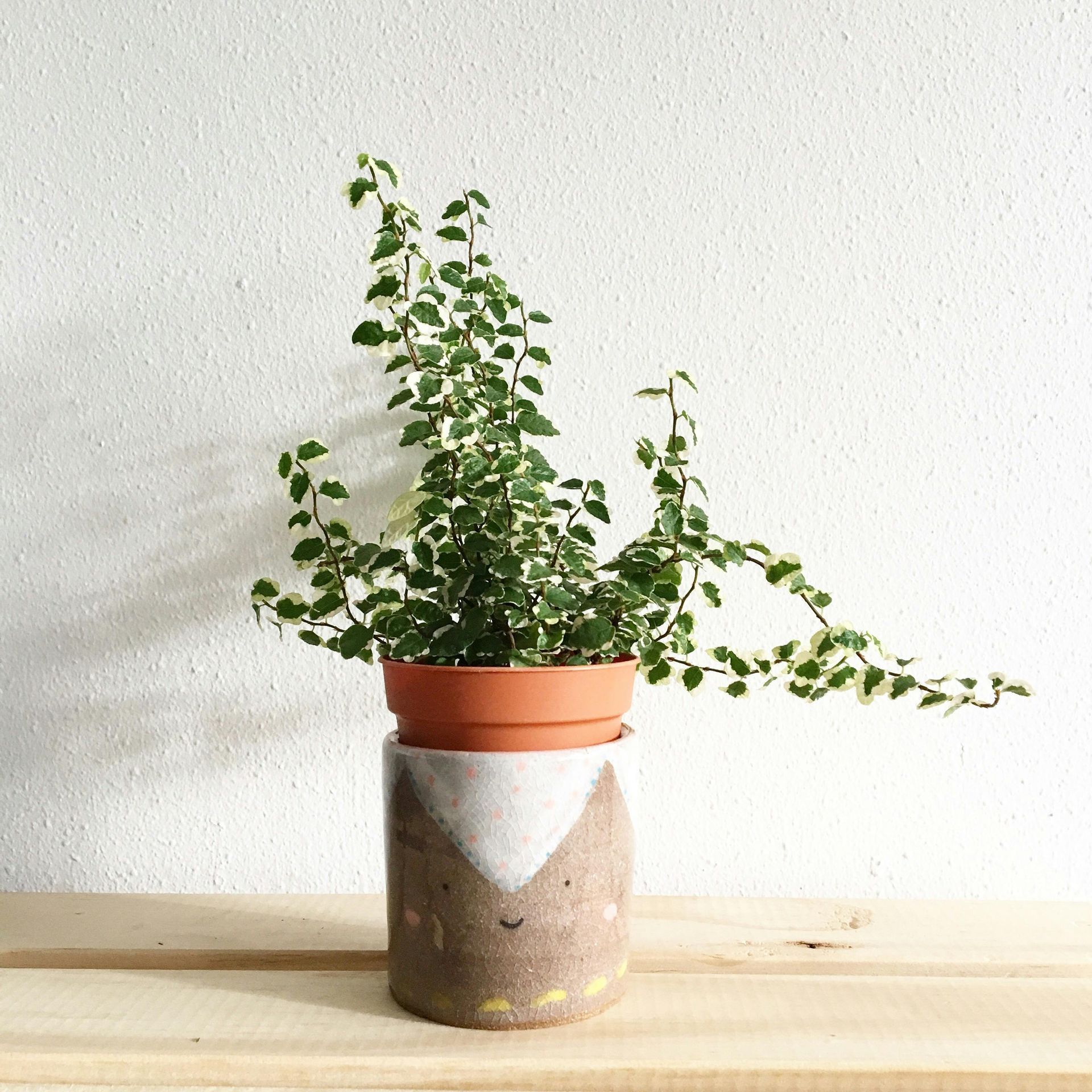 Ficus pumila en maceta de terracota, colocada sobre una maceta decorativa de cerámica sobre una superficie de madera. Fondo de pared blanco.