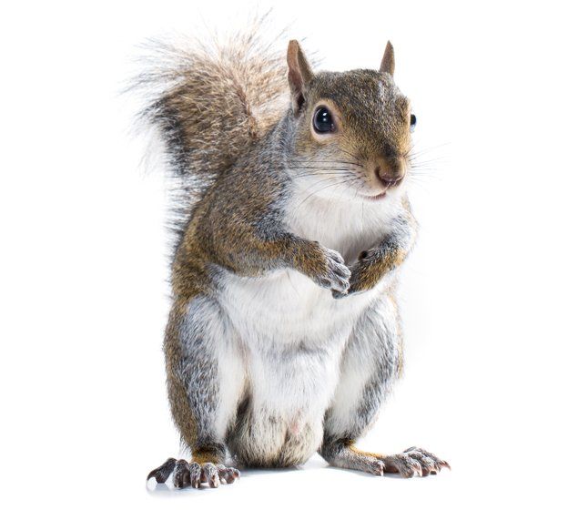 A squirrel is standing on its hind legs on a white background