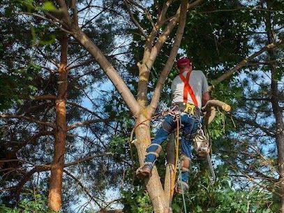 trimming tree in Prince George front yard