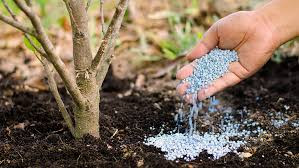 tree fertilization services in Prince George