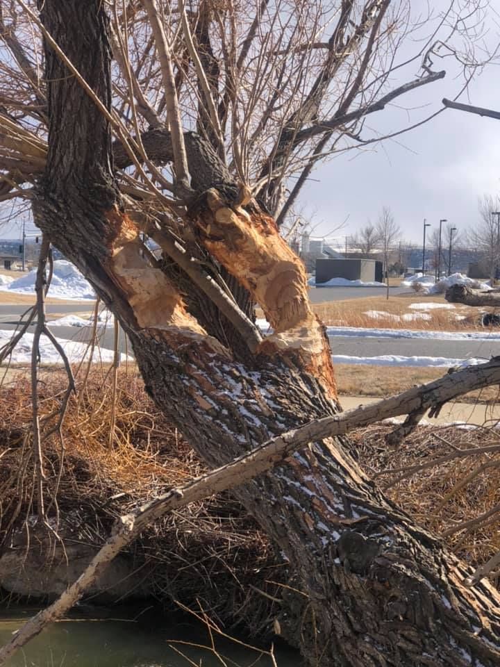 Tree Removal #16 — Worden, MT — Toogood Tree Service