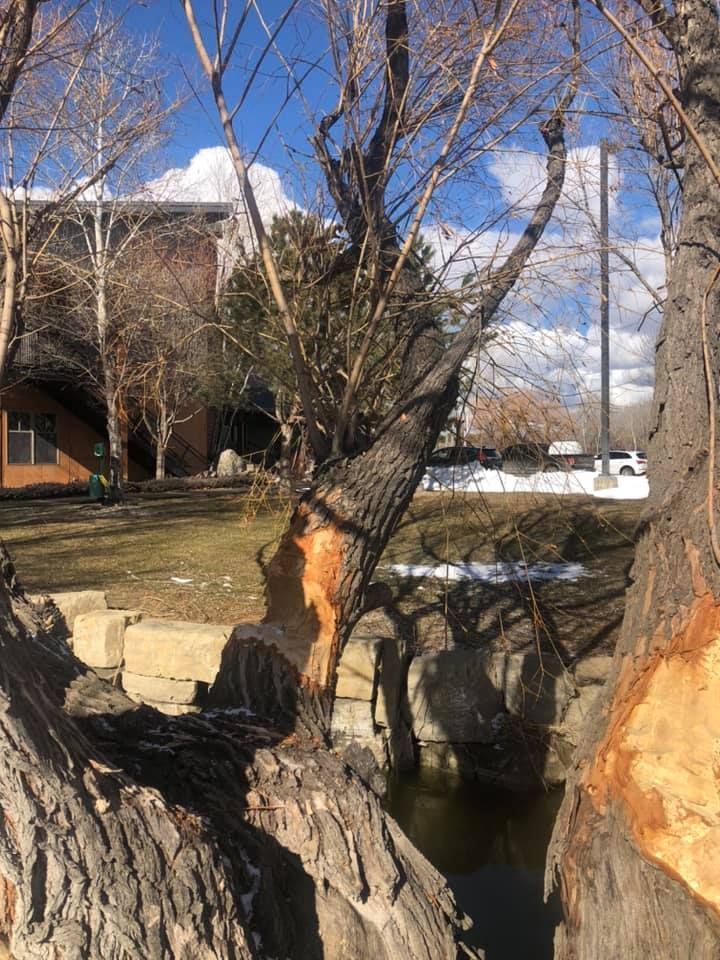 Tree Removal #15 — Worden, MT — Toogood Tree Service