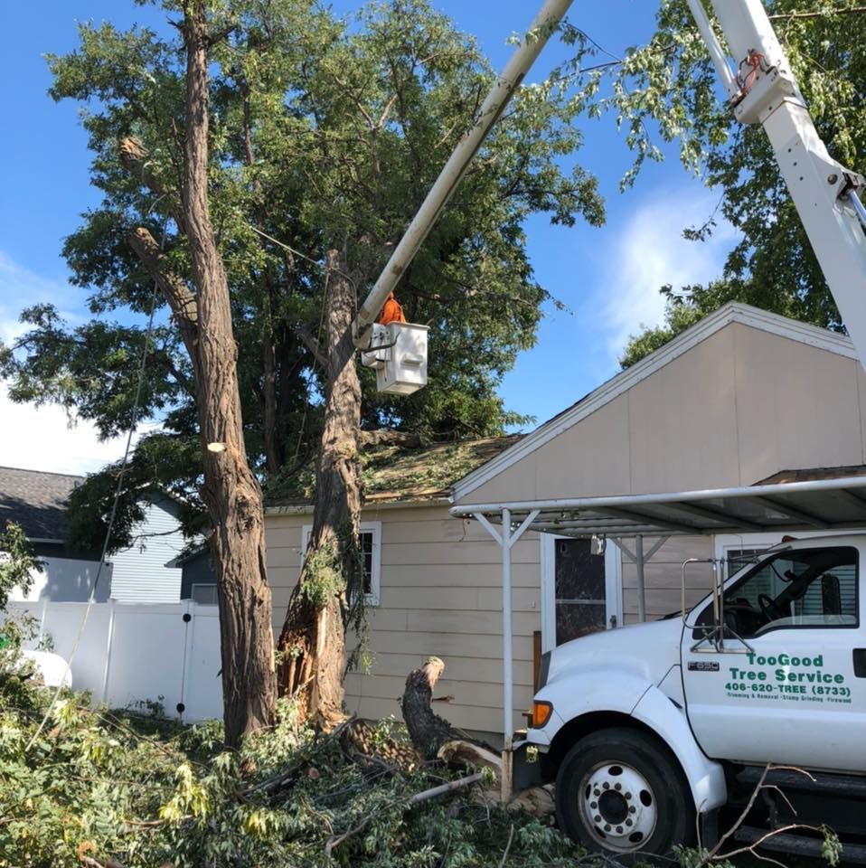 Tree Removal #13 — Worden, MT — Toogood Tree Service
