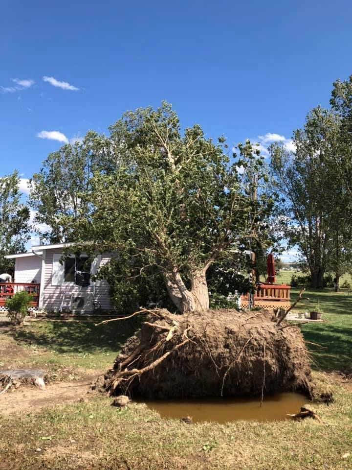 Tree Removal #12 — Worden, MT — Toogood Tree Service