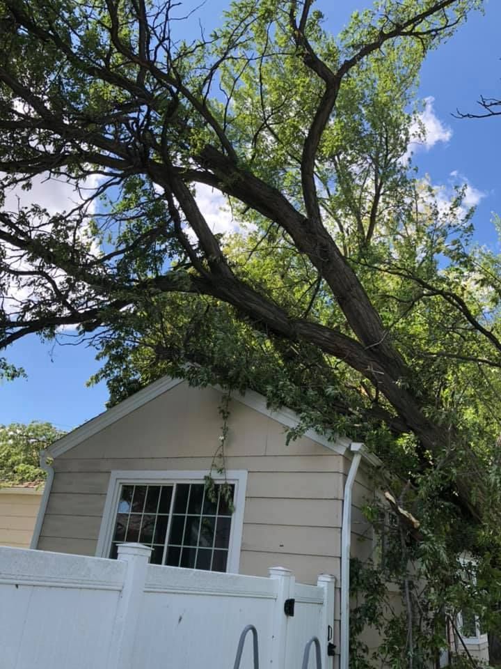 Tree Removal #11 — Worden, MT — Toogood Tree Service