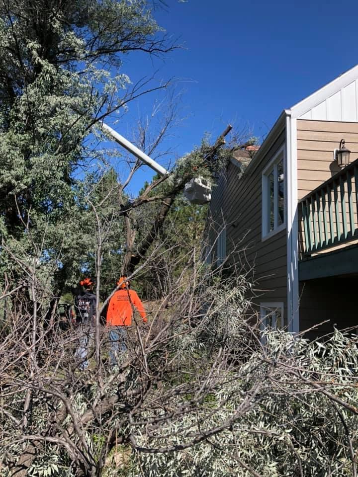 Tree Removal #23 — Worden, MT — Toogood Tree Service