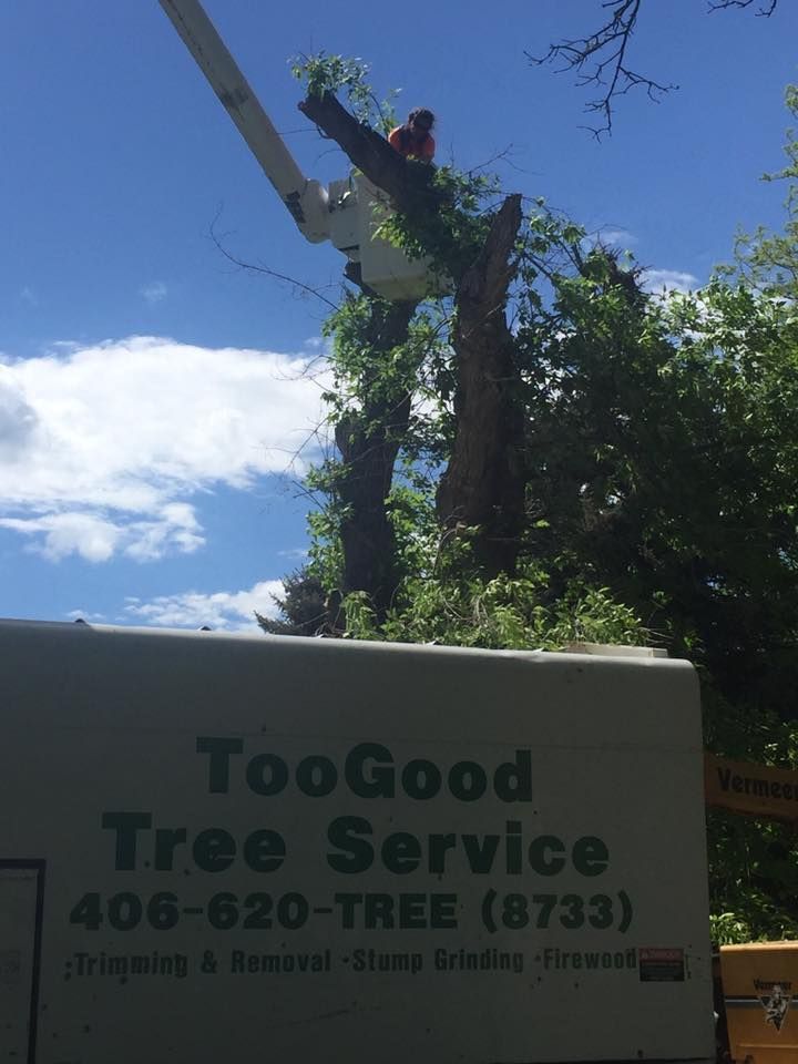 Tree Removal #21 — Worden, MT — Toogood Tree Service