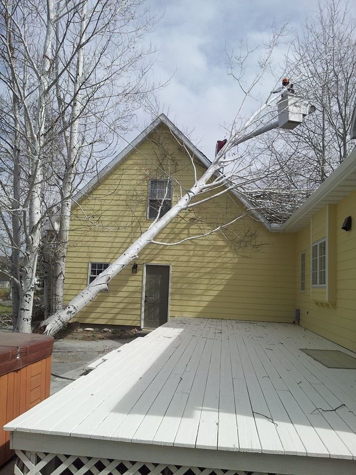 Tree Removal #20 — Worden, MT — Toogood Tree Service