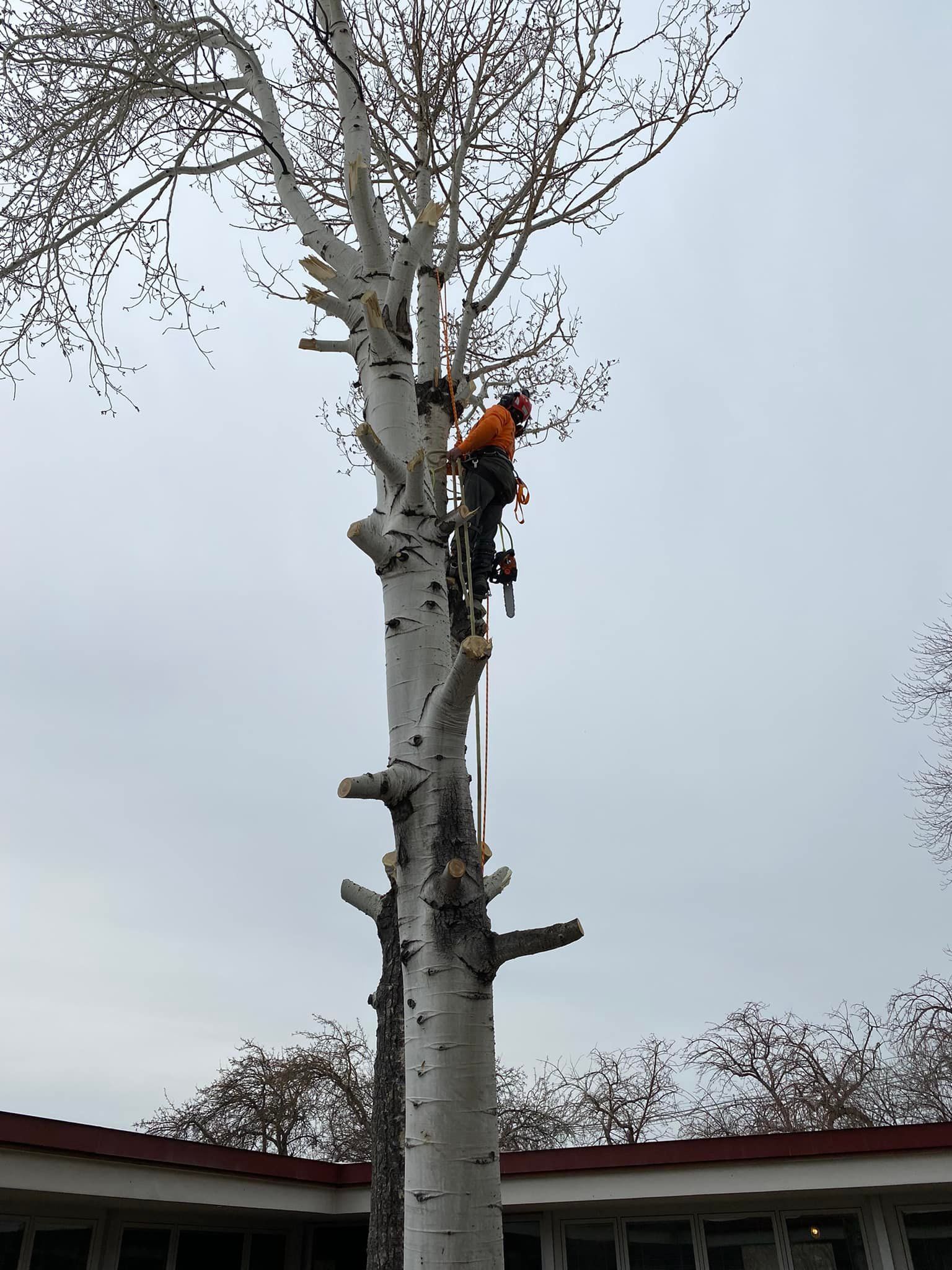 Tree Removal #3 — Worden, MT — Toogood Tree Service