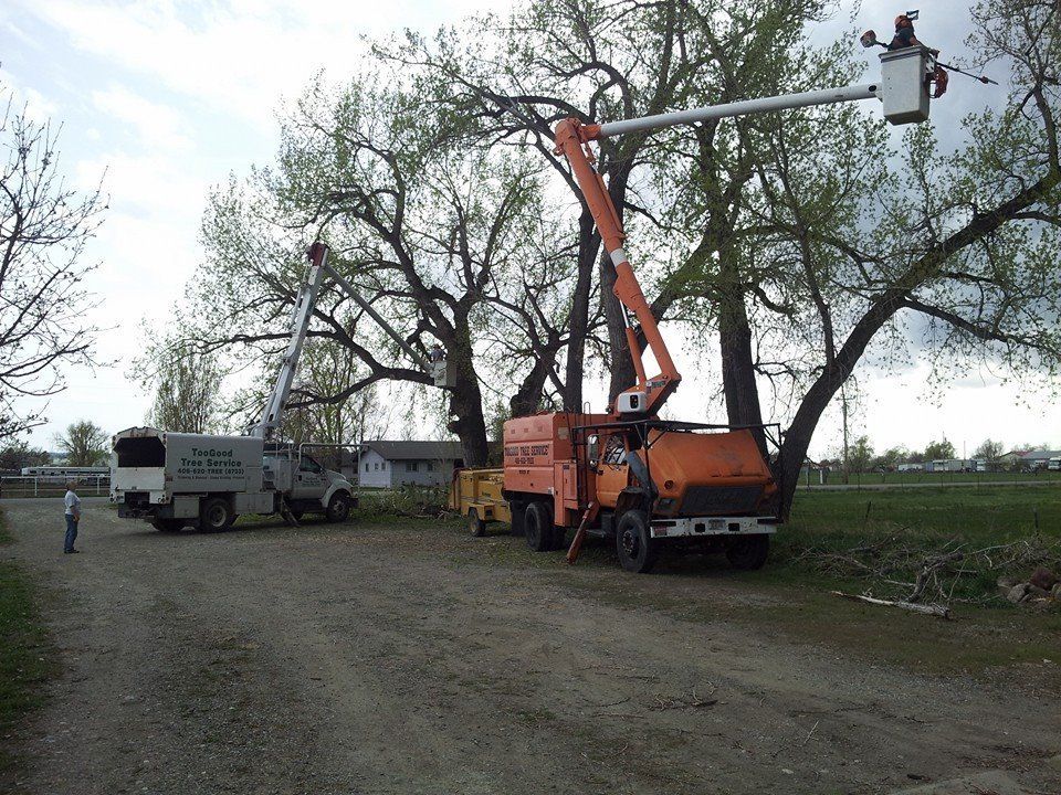 Tree Removal #25 — Worden, MT — Toogood Tree Service
