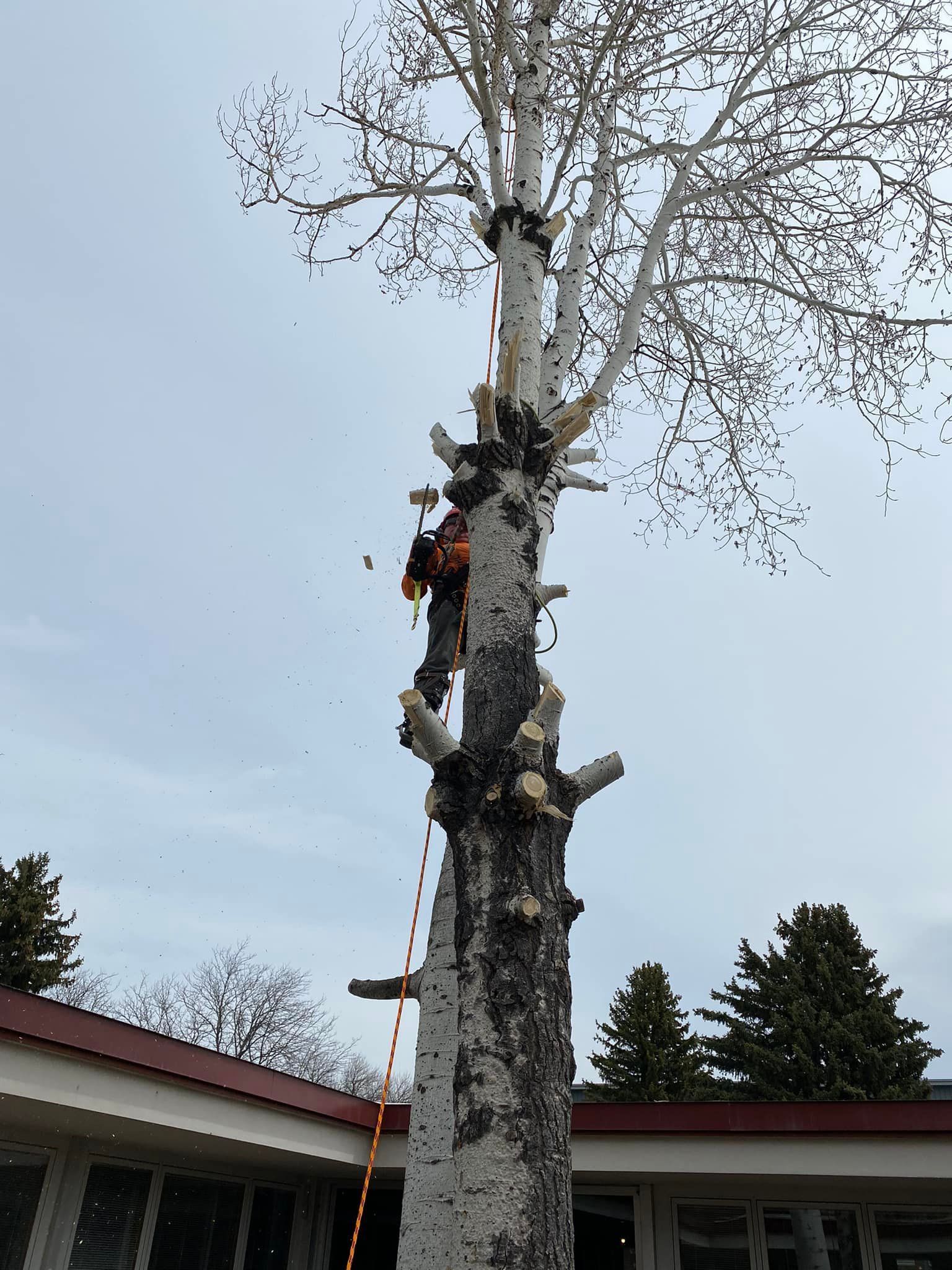 Tree Removal #4 — Worden, MT — Toogood Tree Service