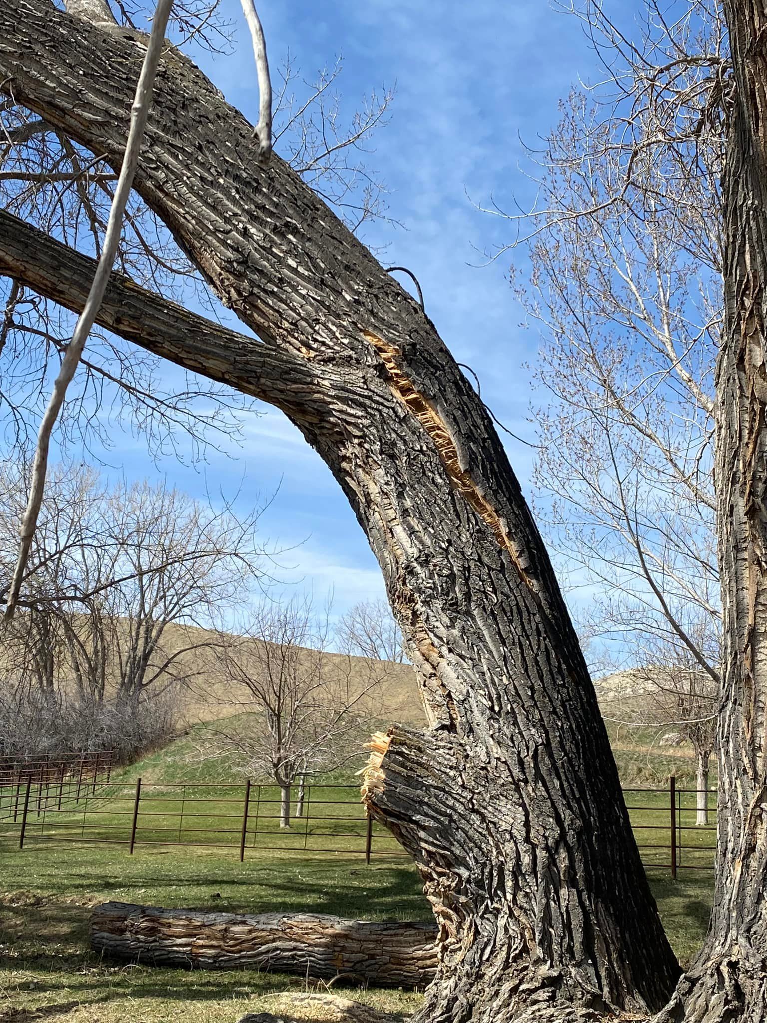 Tree Removal #5 — Worden, MT — Toogood Tree Service