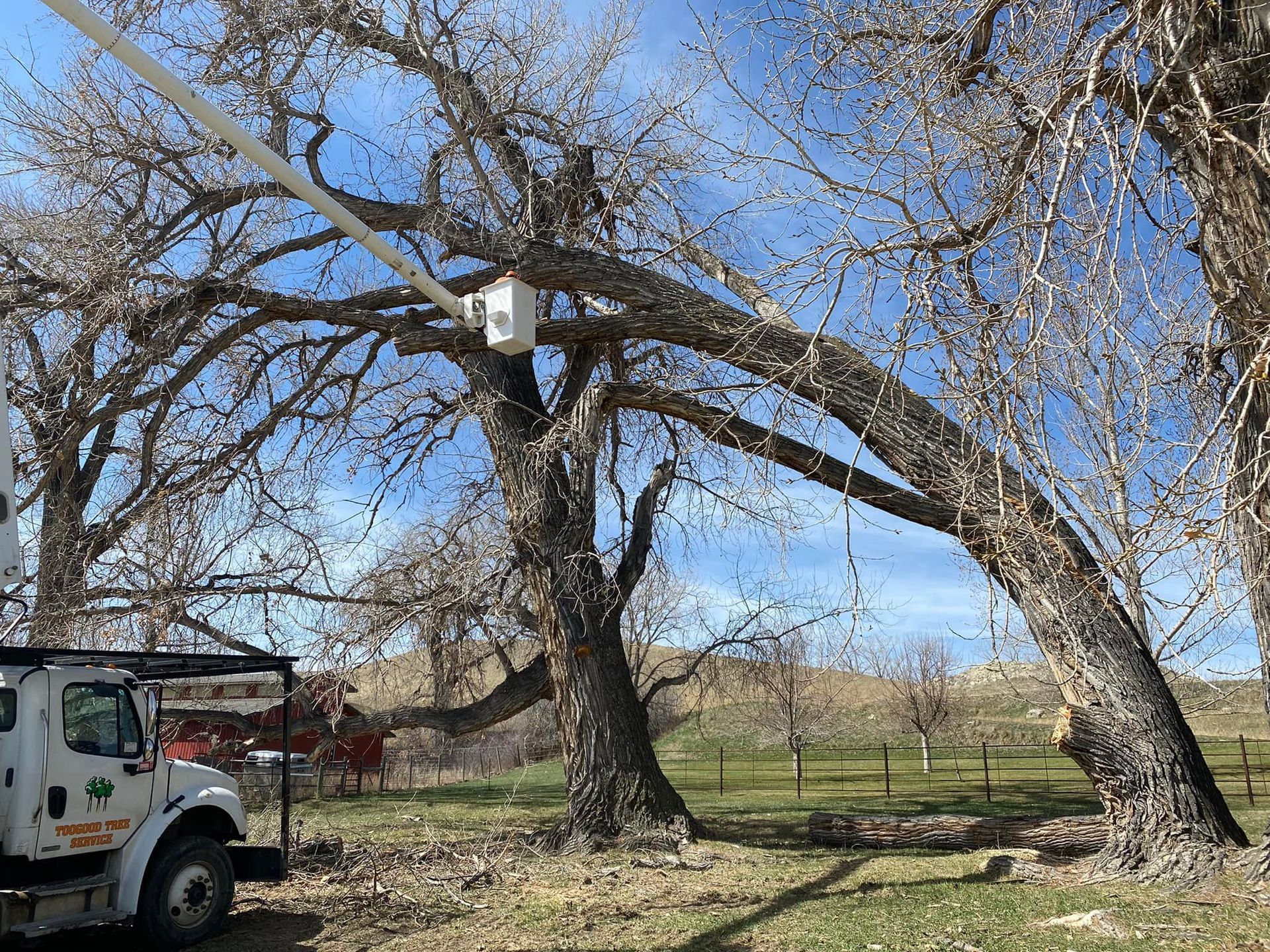 Tree Removal #6 — Worden, MT — Toogood Tree Service