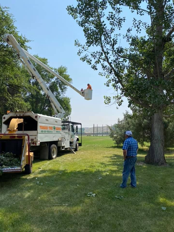 Tree Removal #7 — Worden, MT — Toogood Tree Service