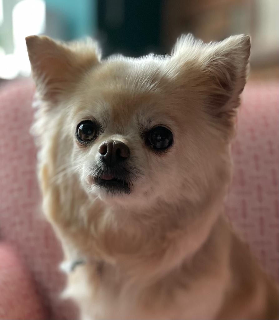 A small dog is sitting on a pink couch and looking at the camera.