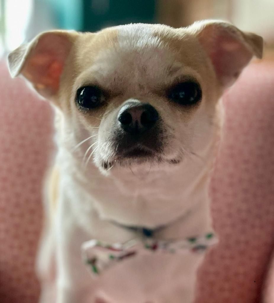 A small dog is sitting on a pink chair and looking at the camera.