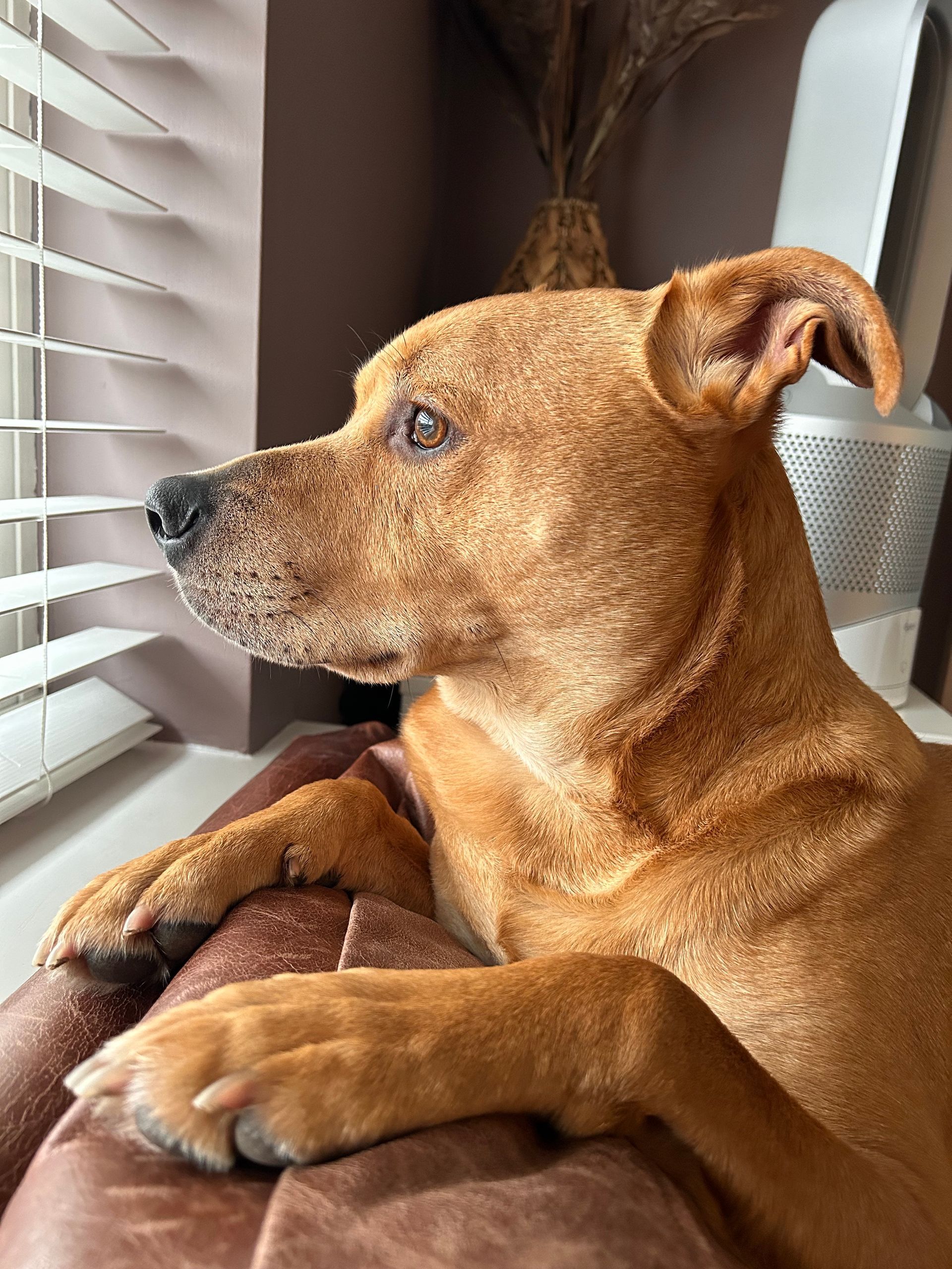 A brown dog is laying on a couch looking out a window.