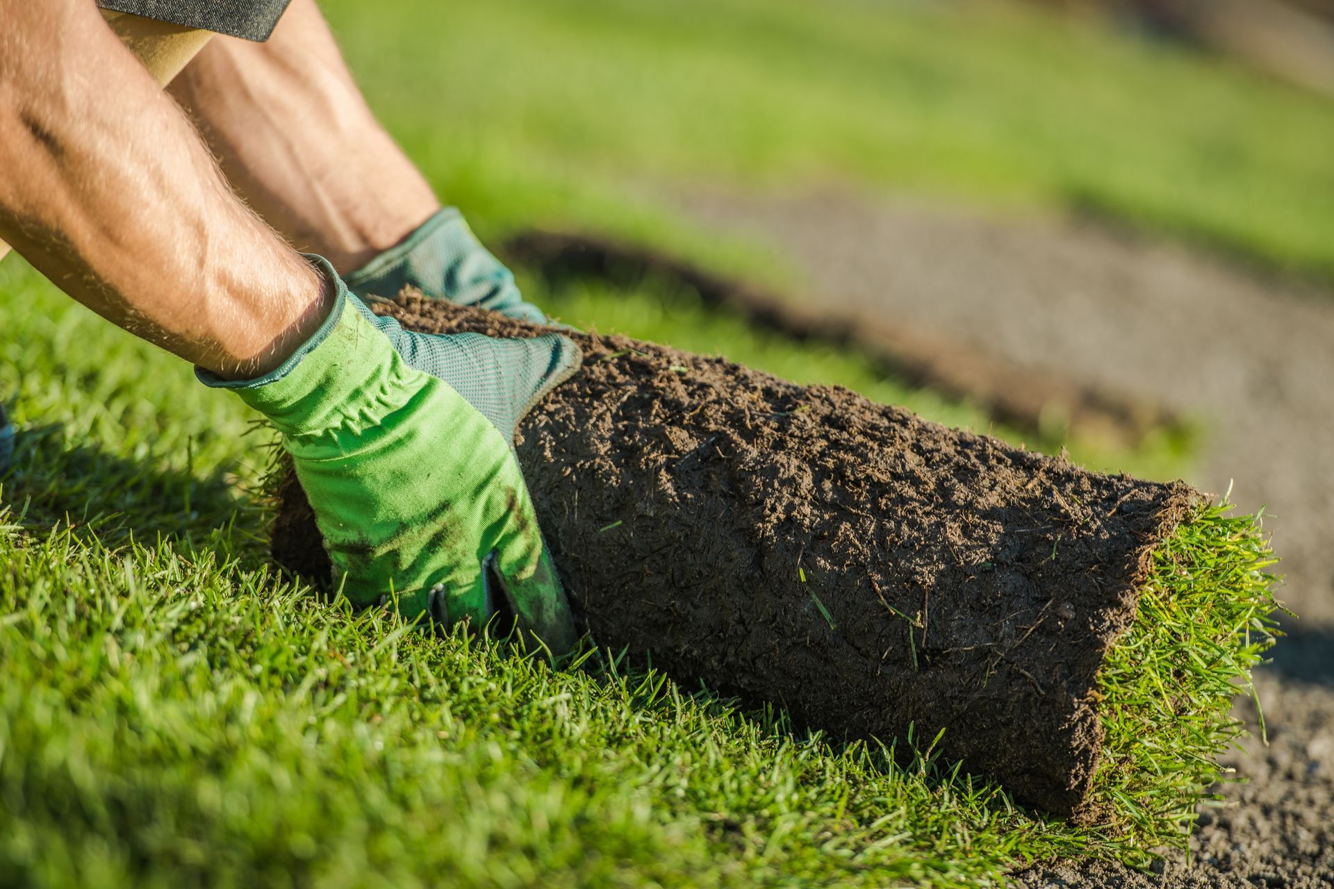 Gloved hands rolling up a strip of sod in a grassy lawn