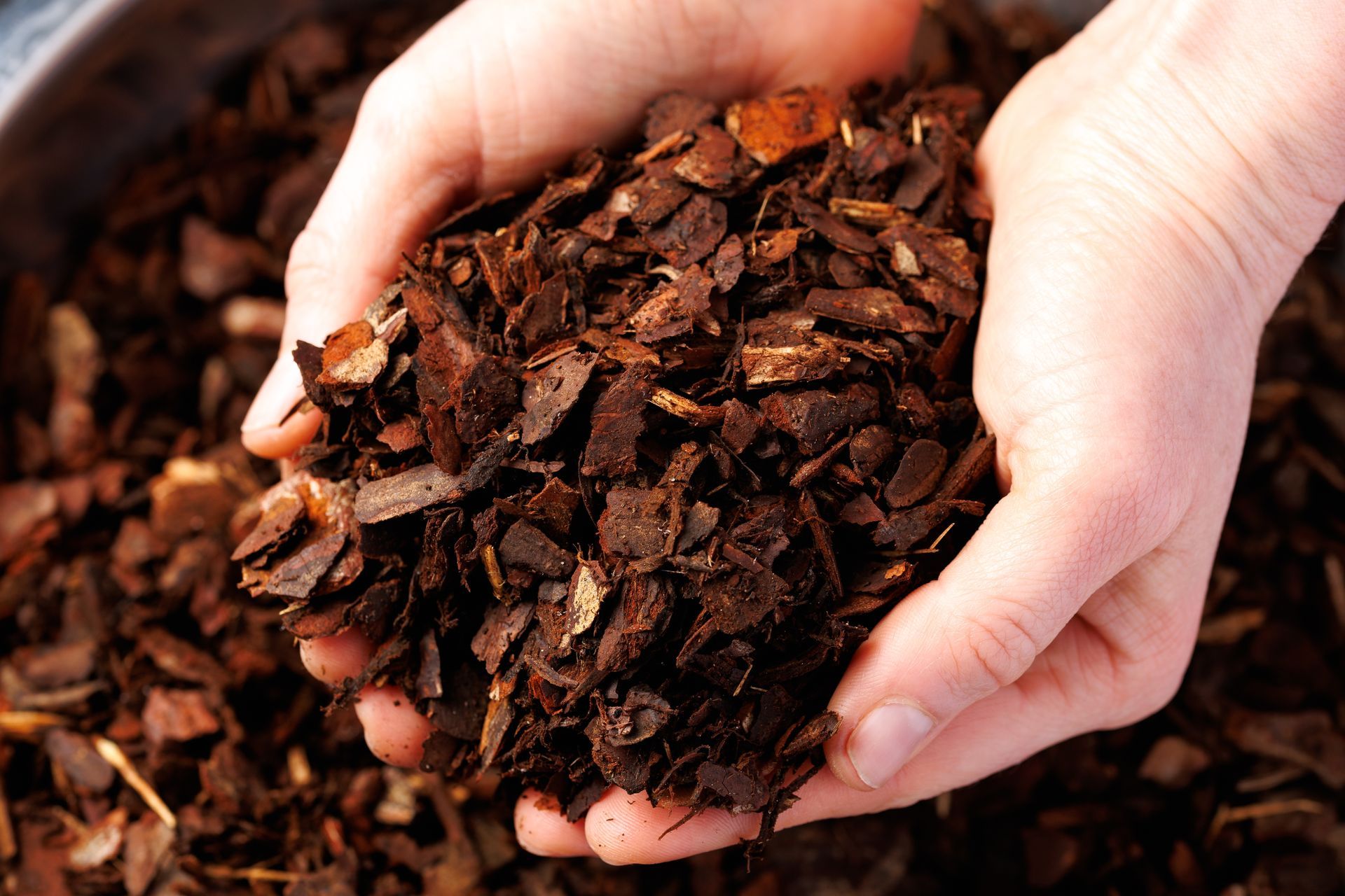 Hands holding a pile of dark brown mulch or bark chips