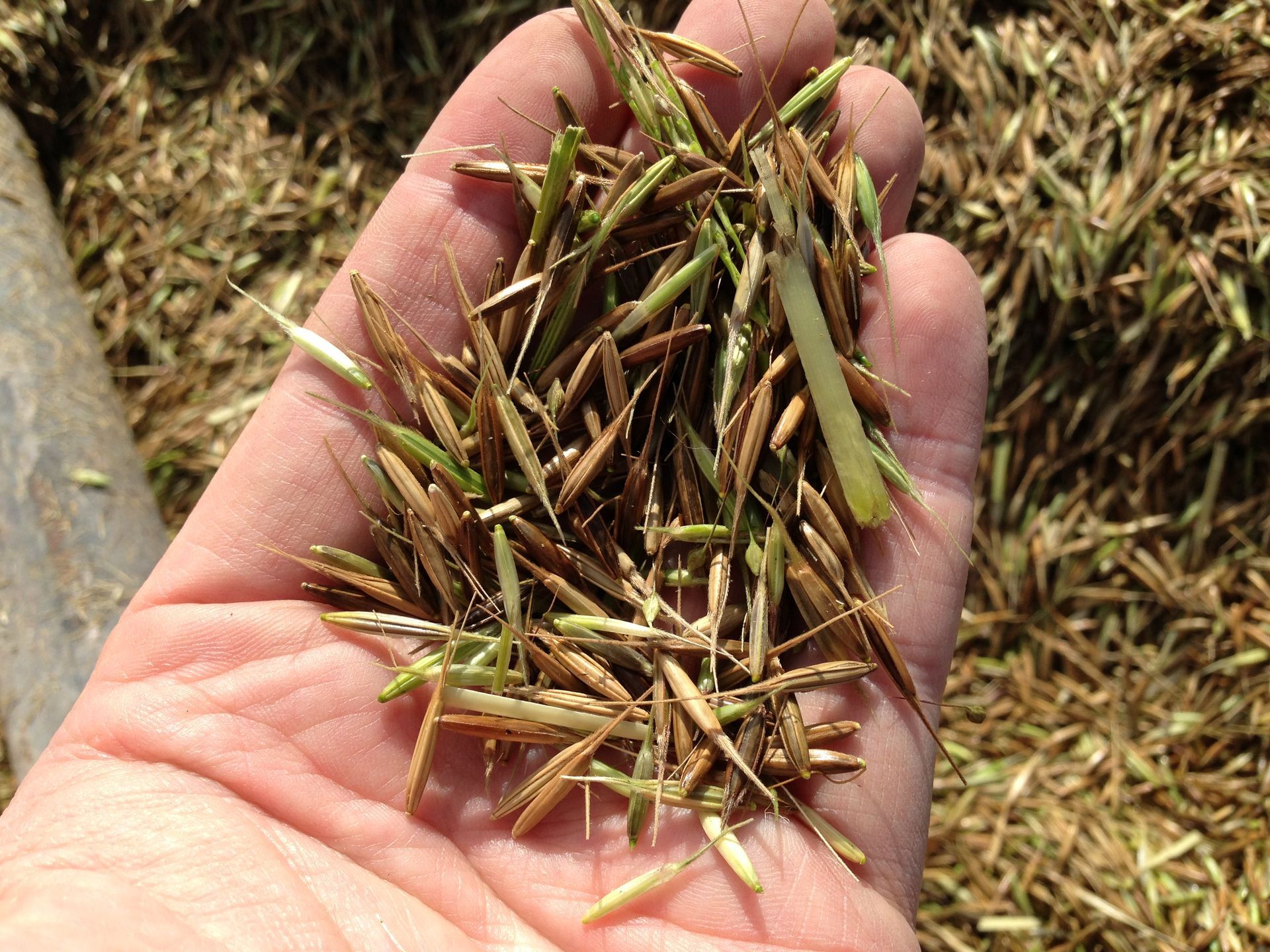 A hand inspecting rice