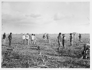 Chinese laborers in a vineyard.
