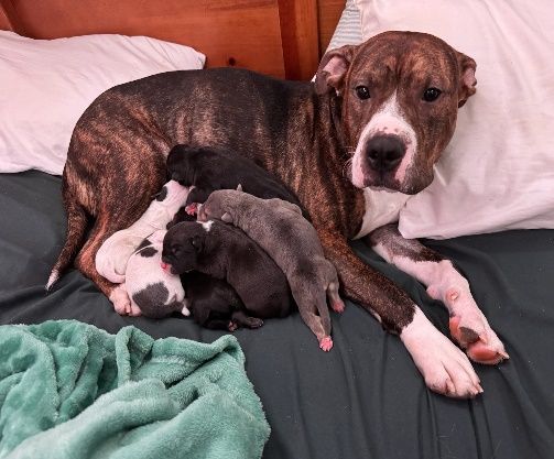 Monroe Humane Society photo 4