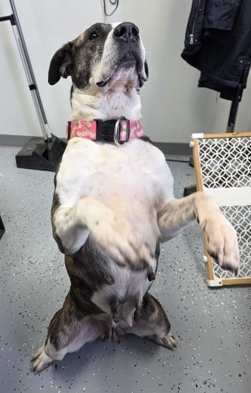 Monroe Humane Society photo 5