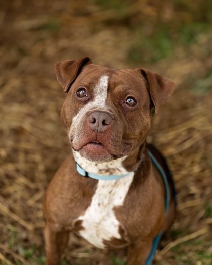A brown and white dog wearing a blue collar is looking up at the camera.