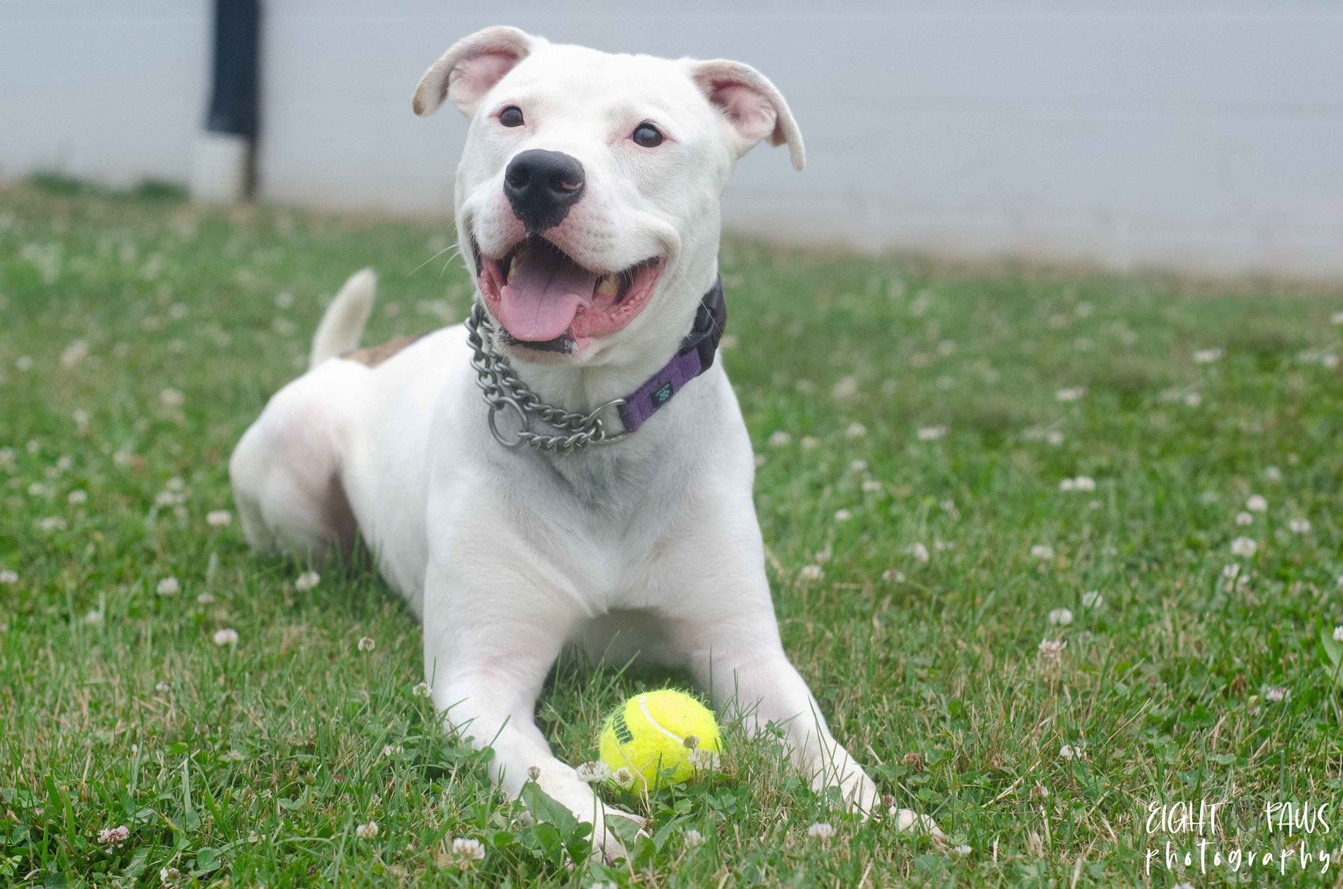 A white dog is laying in the grass with a yellow ball.