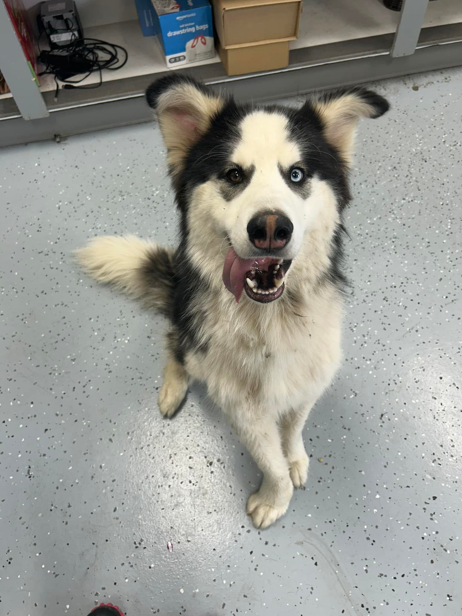 A husky dog is sitting on the floor in a store and looking at the camera.