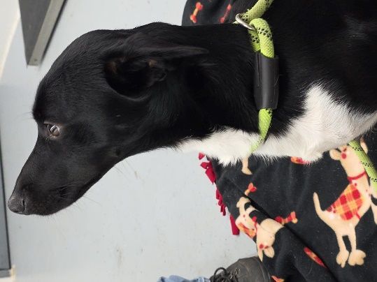 Monroe Humane Society photo 2