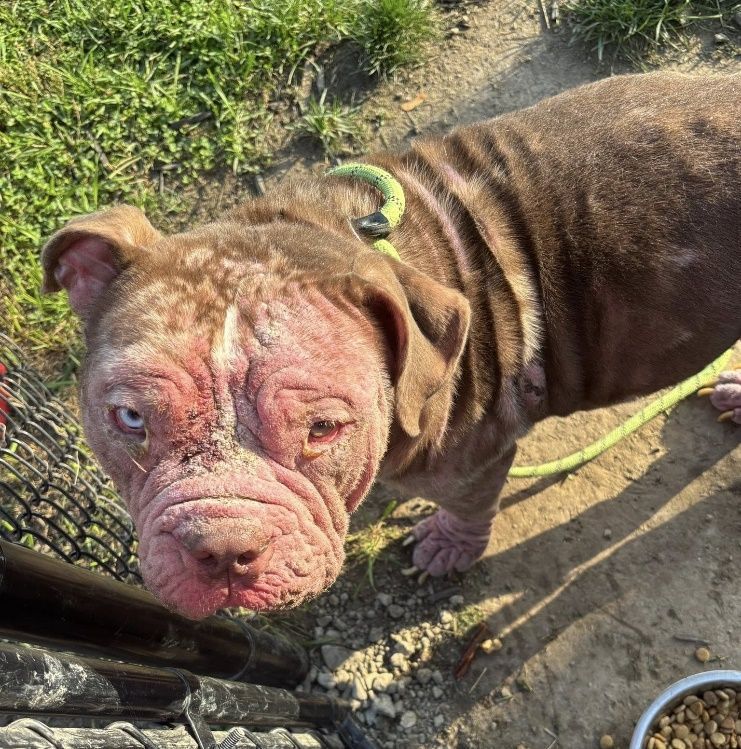 Monroe Humane Society featured photo