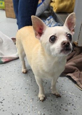 Monroe Humane Society photo 6