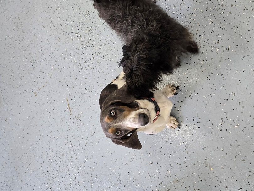 Monroe Humane Society photo 7