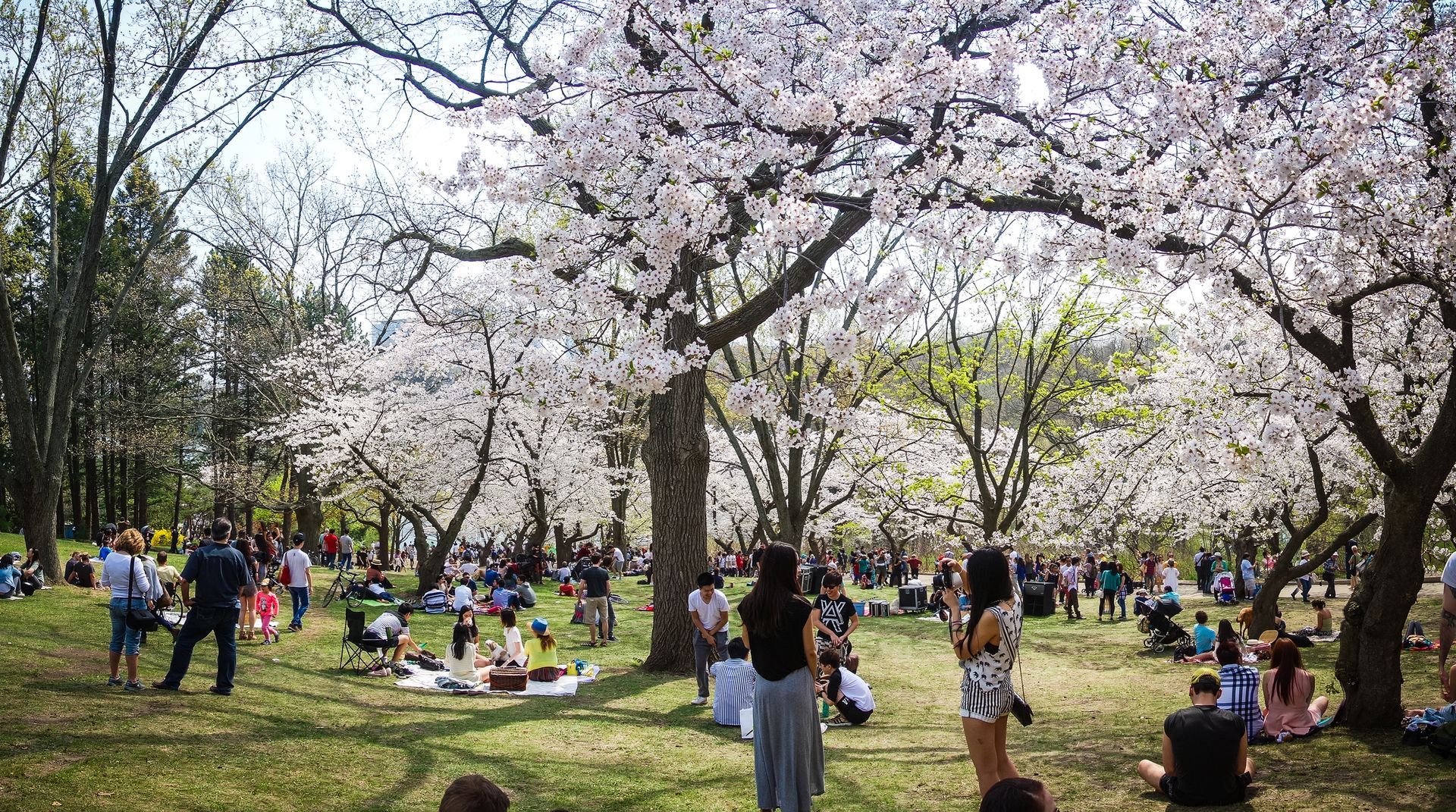 People in Cherry Blossom Parks. Picture taken by cheap moving services Toronto.