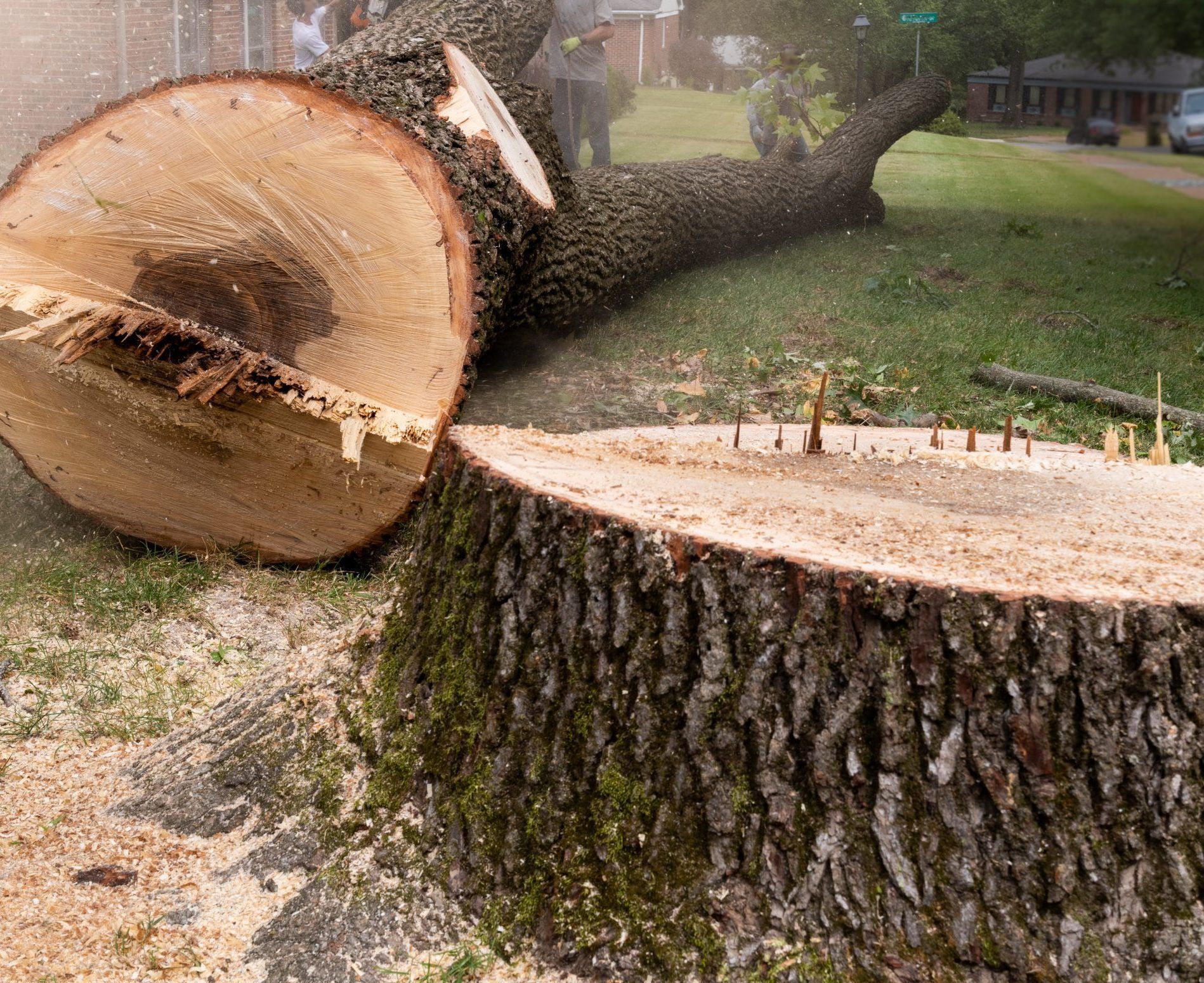 A large, recently felled tree trunk lies on the grass next to its remaining stump in a residential yard.
