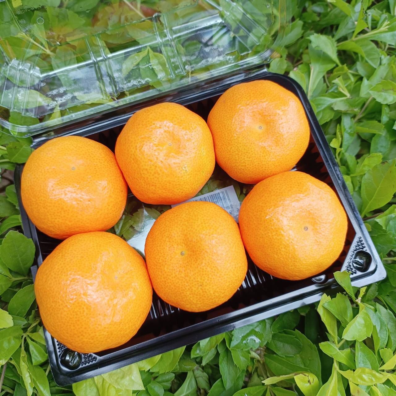 佐賀唐津蜜柑(PE)