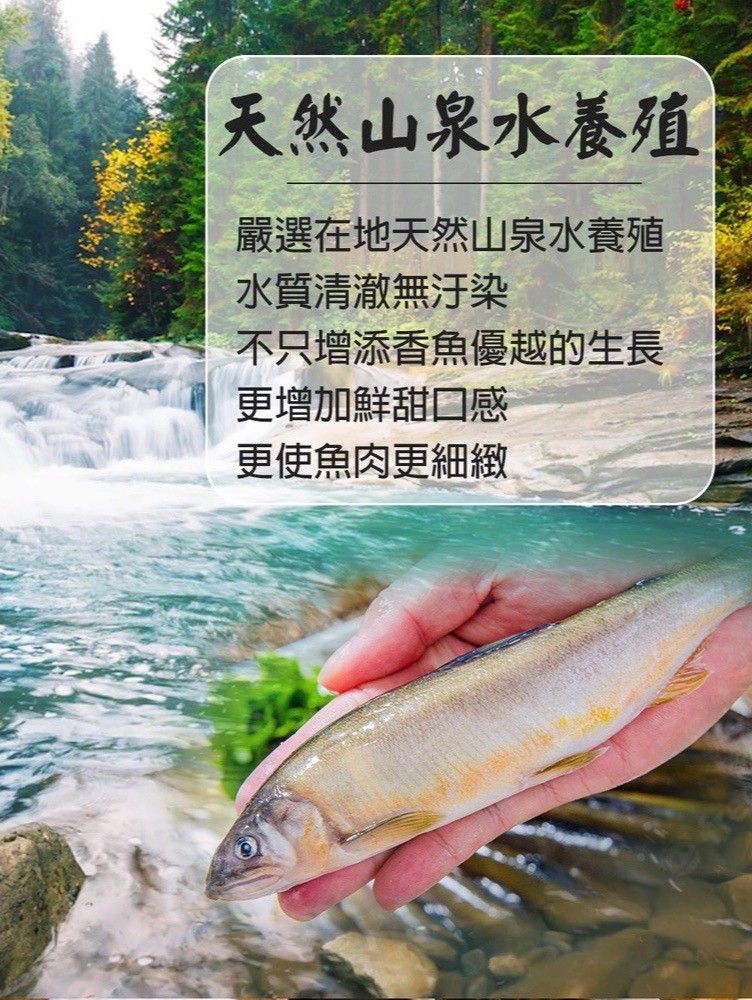 宜蘭-公香魚(7P)