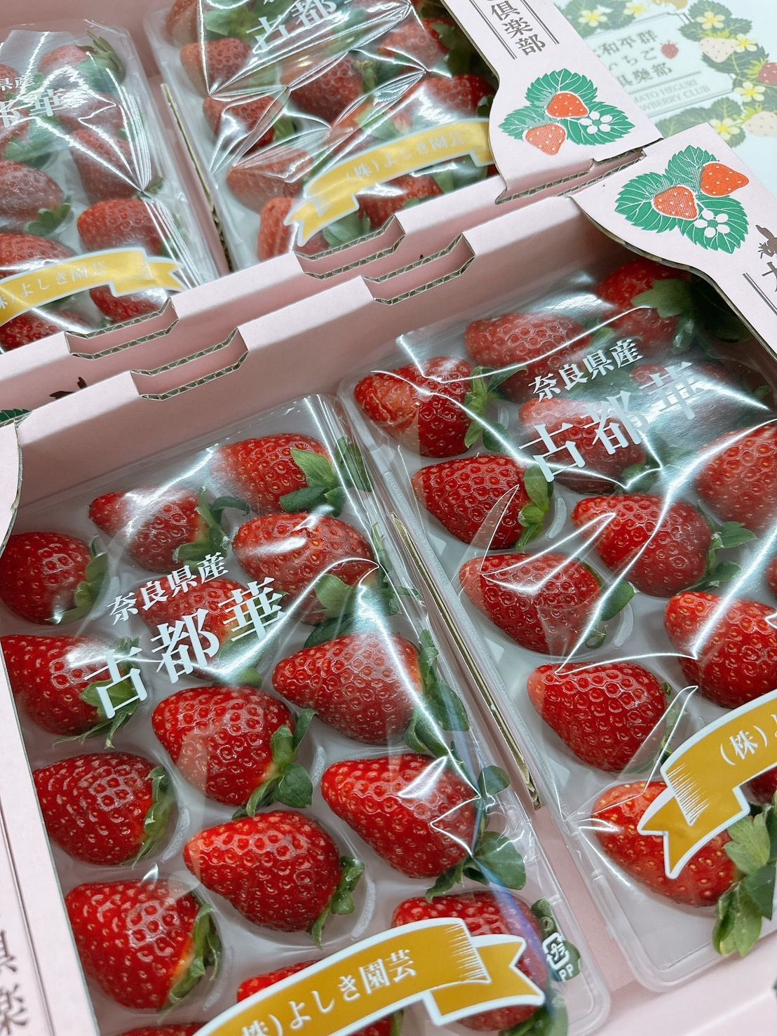 日本奈良古都華紅草莓