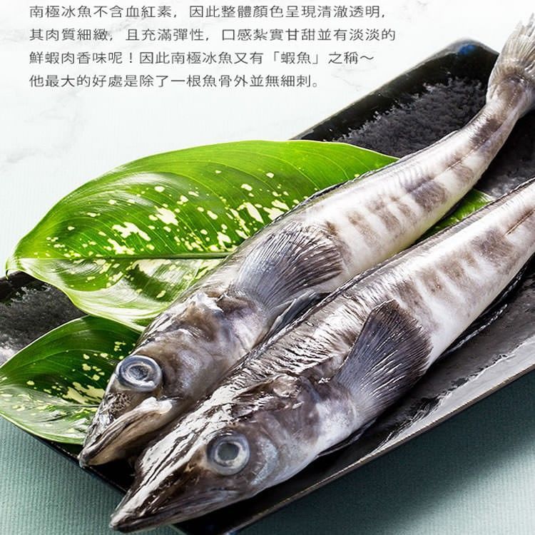 南極冰魚