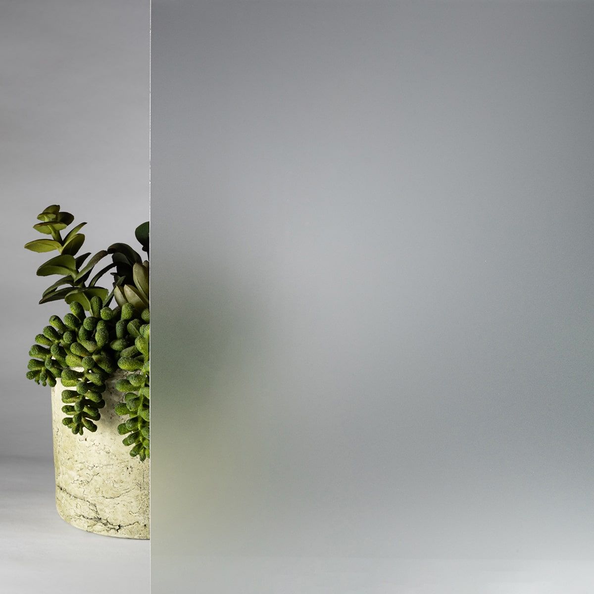A potted plant is sitting in front of a frosted glass door.