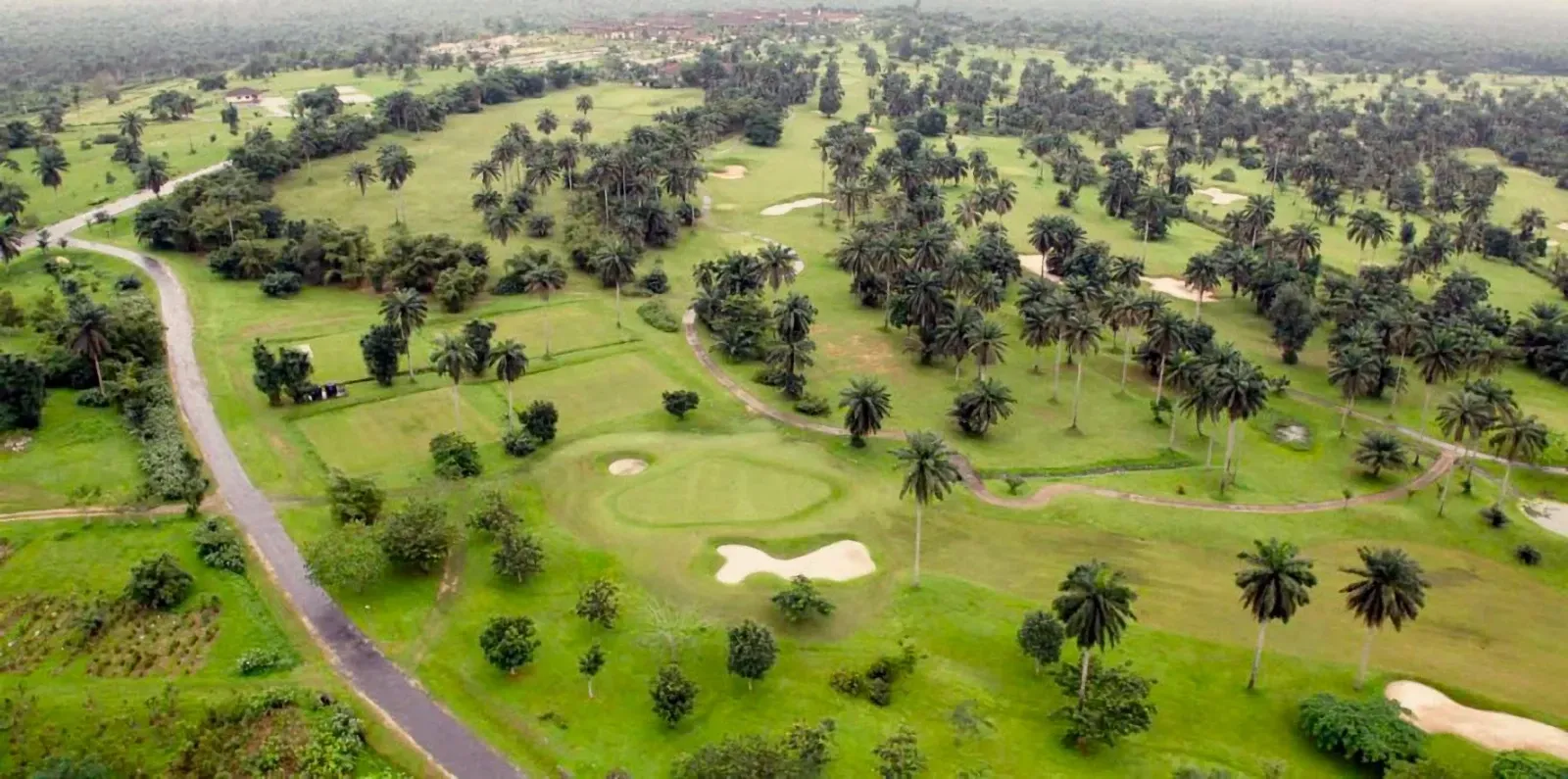 Aerial view of trees and grass