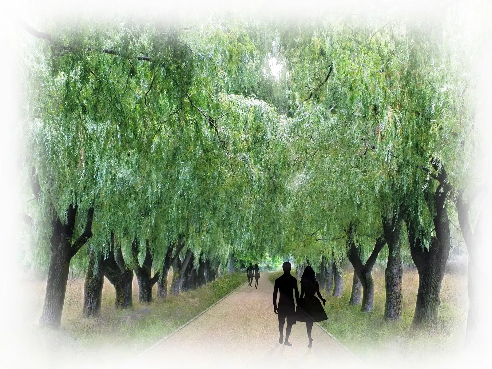 concept for the willow walk
